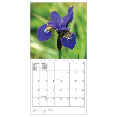 2027 TF Publishing Flowers 7 x 7 Monthly Wall Calendar, Multicolored (27-2014)