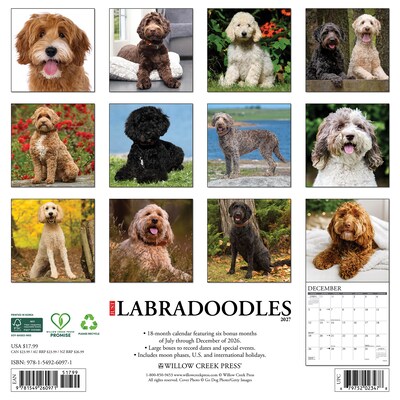 2027 Willow Creek Labradoodles  12 x 12 Monthly Wall Calendar (60971)