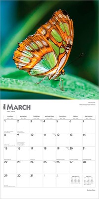 2026 BrownTrout Butterflies 12" x 12" Monthly Wall Calendar (9798330702695)