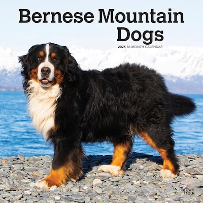 2025 BrownTrout Bernese Mountain Dogs 12 x 12 Monthly Wall Calendar (9781975476625)