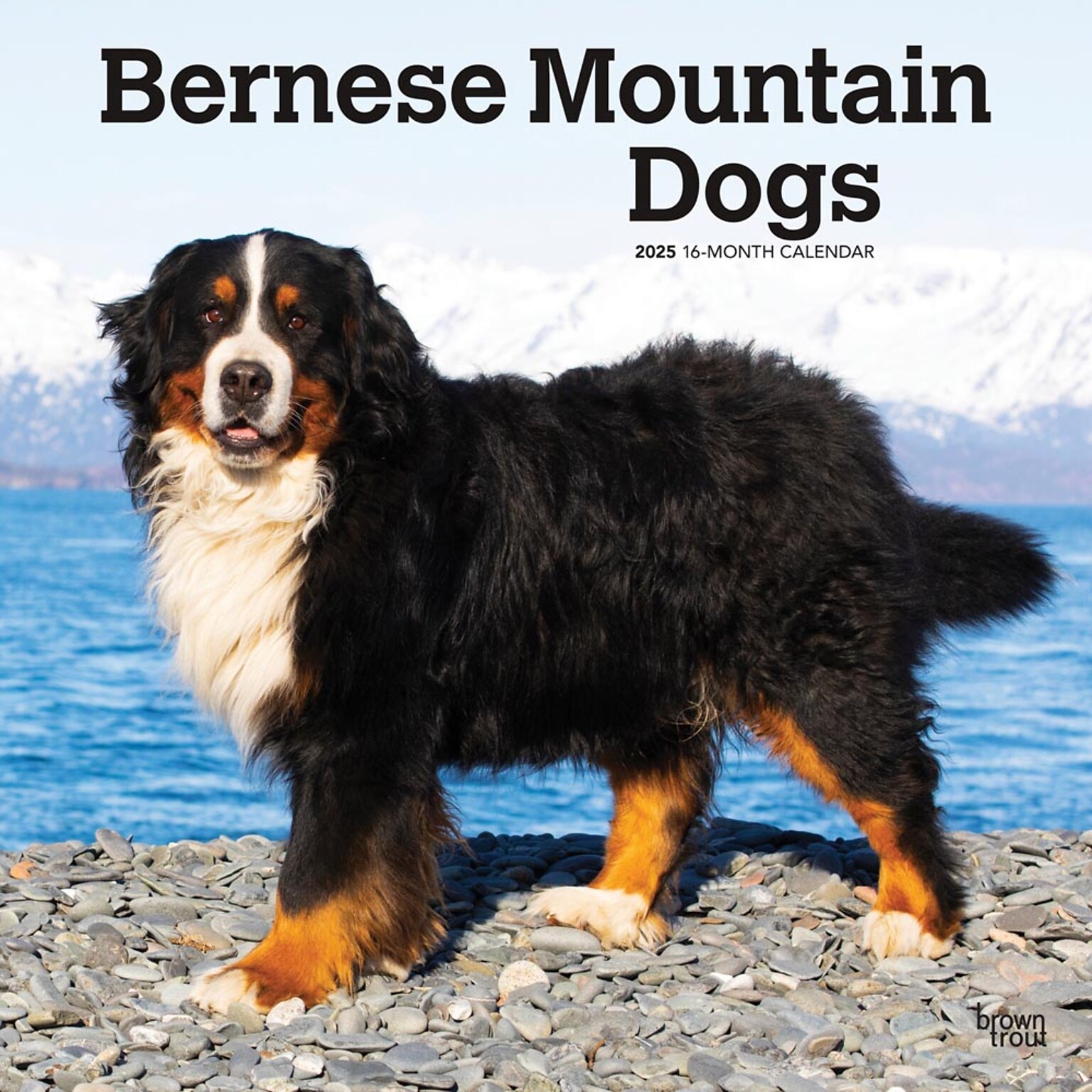 2025 BrownTrout Bernese Mountain Dogs 12 x 12 Monthly Wall Calendar (9781975476625)