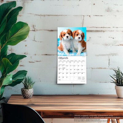 2026 BrownTrout Cavalier King Charles Spaniel Puppies 7" x 7" Monthly Wall Calendar (9798330702800)
