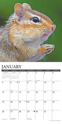 2025 Willow Creek Chipmunks (Gone Nuts!) 12" x 12" Monthly Wall Calendar (42335)
