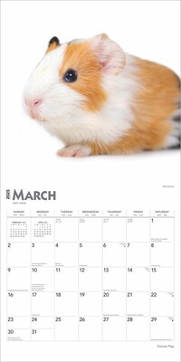 2025 BrownTrout Guinea Pigs 12" x 12" Monthly Wall Calendar (9781975477134)