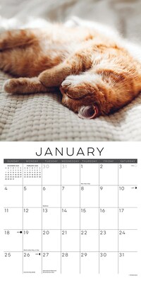 2026 Willow Creek Naptime: A Cat's Favorite Pastime 12" x 12" Monthly Wall Calendar (52082)