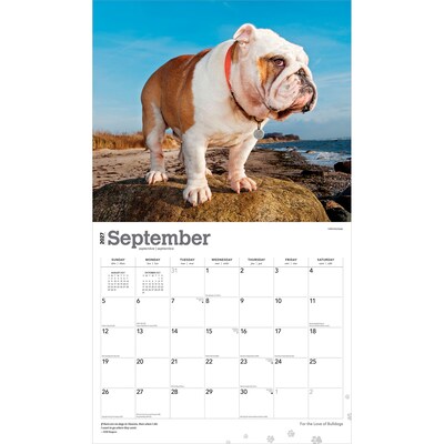 2027 BrownTrout For the Love of Bulldogs 14" x 12" Monthly Wall Calendar, Assorted Colors (9798330714674)