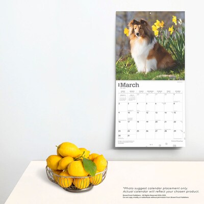 2025 BrownTrout Shetland Sheepdogs 12" x 24" Monthly Square Wall Calendar, (9781975477721)