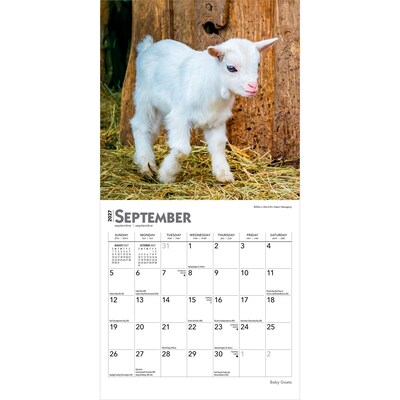 2027 BrownTrout Baby Goats 7" x 7" Monthly Wall Calendar, Assorted Colors (9798330709762)