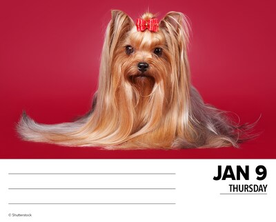 2025 Willow Creek Yorkies 6" x 5.5" Day-to-Day Calendar (41130)
