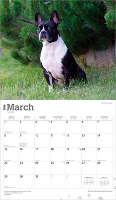 2026 BrownTrout For the Love of Boston Terriers 14" x 12" Monthly Wall Calendar (9798330707119)