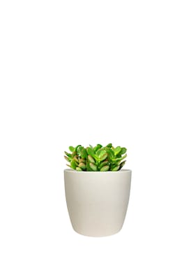 Desk Plants Jade Plant in a Cream Large Harlow pot (JPLHC)
