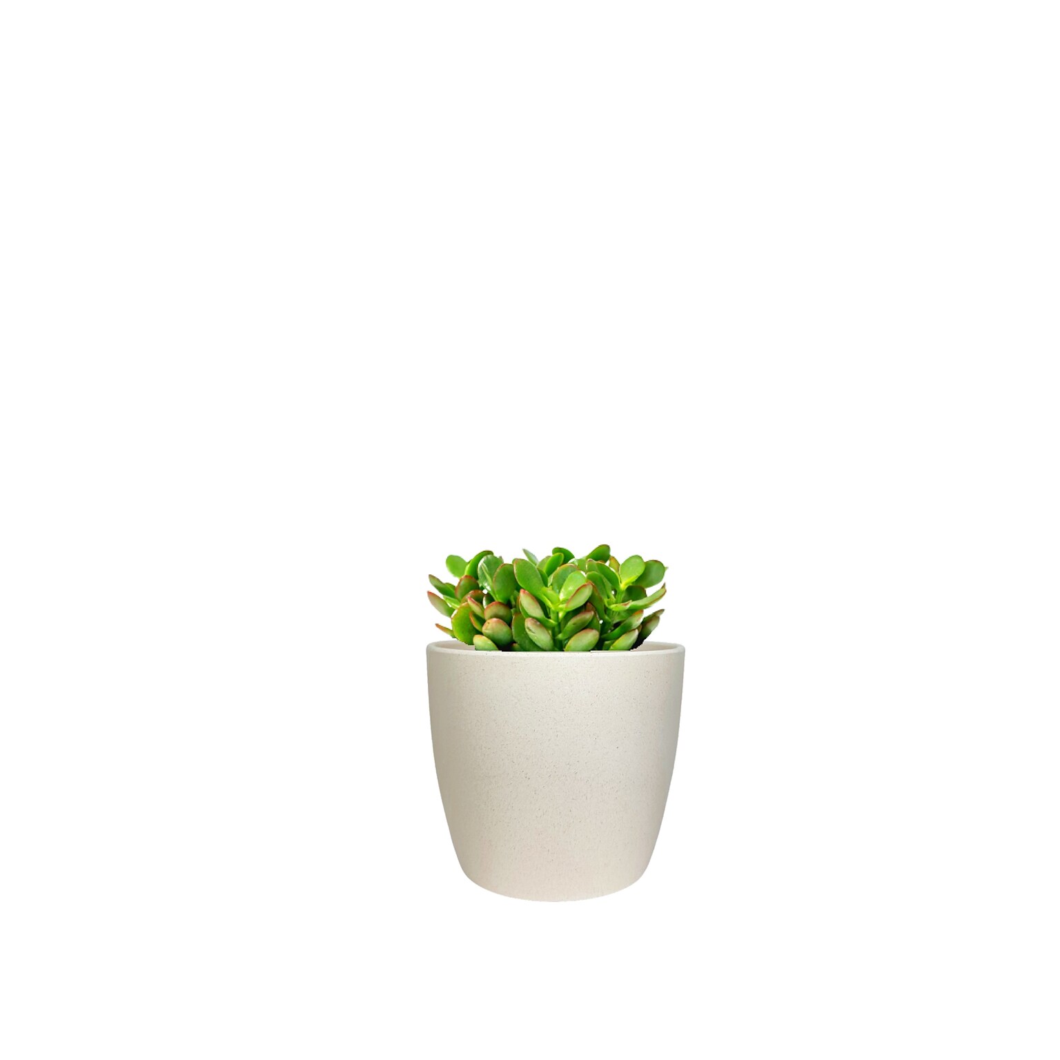 Desk Plants Jade Plant in a Cream Large Harlow pot (JPLHC)