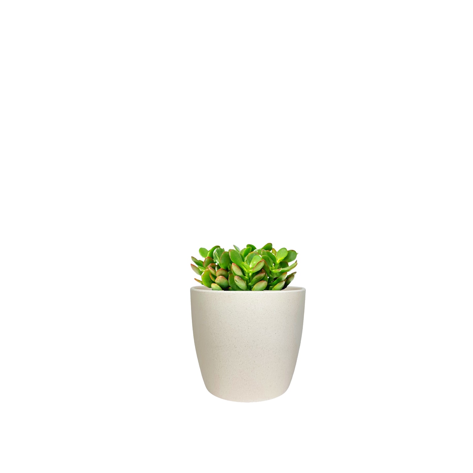 Desk Plants Jade Plant in a Cream Large Harlow pot (JPLHC)
