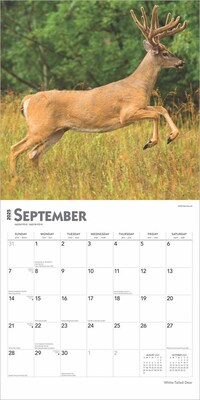 2025 BrownTrout White Tailed Deer 12" x 12" Monthly  Wall Calendar (9781975477998)