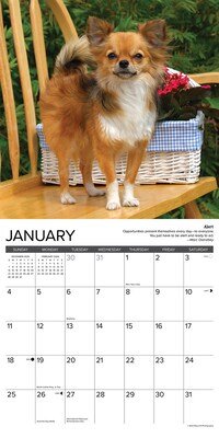 2026 Willow Creek Chihuahua Rules 12" x 12" Monthly Wall Calendar (50682)