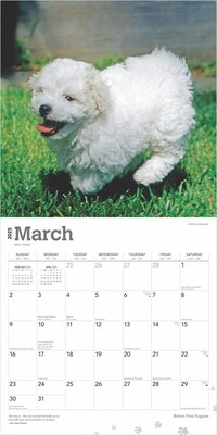 2025 BrownTrout Bichon Frise Puppies 12" x 12" Monthly Wall Calendar (9781975474508)