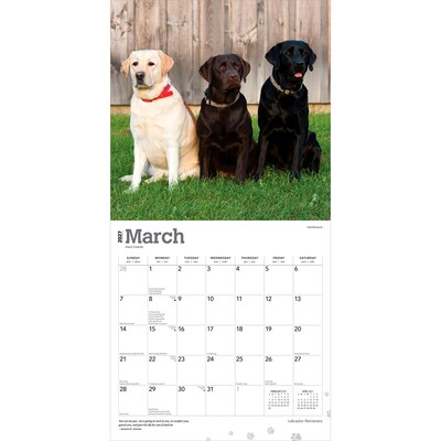 2027 BrownTrout Labrador Retrievers 12" x 12" Monthly Wall Calendar (9798330712540)
