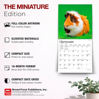 2027 BrownTrout Guinea Pigs 7" x 7" Monthly Wall Calendar, Assorted Colors (9798330709793)