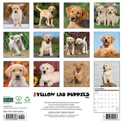 2027 Willow Creek Yellow Lab Puppies 12 x 12 Monthly Wall Calendar, Assorted Colors (63088)