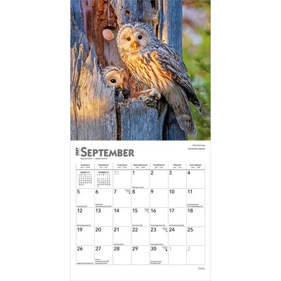 2027 BrownTrout Owls 7" x 7" Monthly Wall Calendar (9798330709847)
