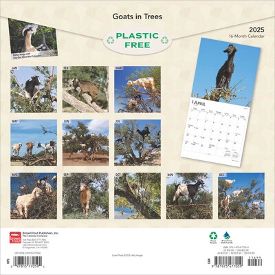 2025 BrownTrout Goats in Trees 12 x 12 Monthly Square Wall Calendar (9781975477059)