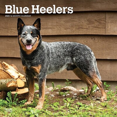 2023 BrownTrout Blue Heelers 12 x 24 Monthly Wall Calendar, (9781975449155)