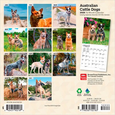 2026 BrownTrout Australian Cattle Dogs 7 x 7 Monthly Wall Calendar (9798330702183)