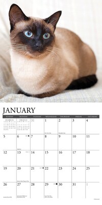 2025 Willow Creek Siamese Cats 12" x 12" Monthly Wall Calendar (44889)