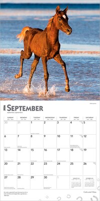 2026 BrownTrout Colts and Fillies 12" x 12" Monthly Wall Calendar (9798330703012)