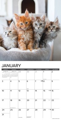 2027 Willow Creek Maine Coon Kittens 12" x 12" Monthly Wall Calendar, Assorted Colors (61138)