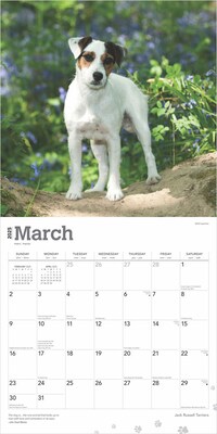 2025 BrownTrout Jack Russell Terriers 12" x 12" Monthly Wall Calendar (9781975477233)