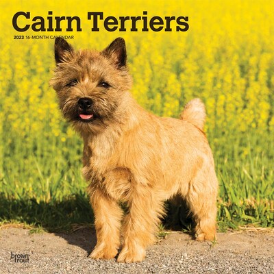 2023 BrownTrout Cairn Terriers 12 x 24 Monthly Wall Calendar, (9781975451387)