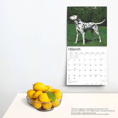 2025 BrownTrout Dalmatians 12" x 24" Monthly Square Wall Calendar, (9781975478117)