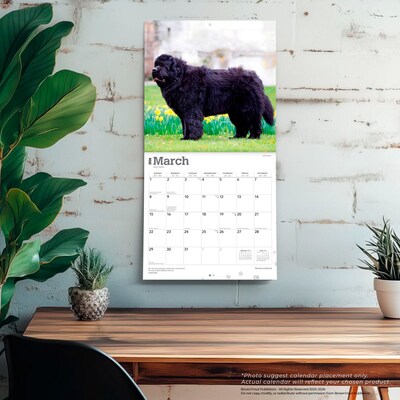 2026 BrownTrout Newfoundlands 12" x 12" Monthly Wall Calendar (9798330704903)