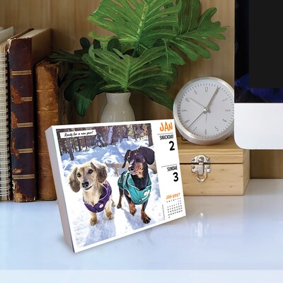 2027 Willow Creek Crusoe the Celebrity Dachshund 6.2" x 5.4" Daily Day-to-Day Calendar, Assorted Colors (63378)