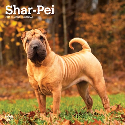 2025 BrownTrout Shar Pei 12 x 12 Monthly Wall Calendar (9781975477707)