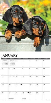 2025 Willow Creek Just Dachshund Puppies 12" x 12" Monthly Wall Calendar (42649)