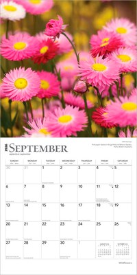 2026 BrownTrout Wildflowers 12" x 12" Monthly Wall Calendar (9798330706365)