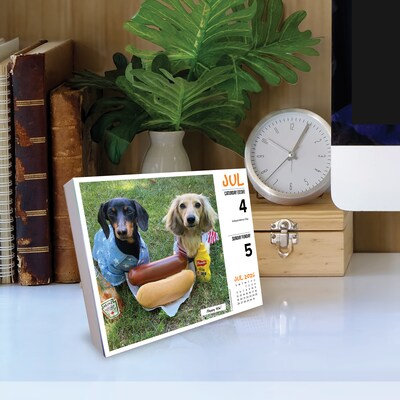 2026 Willow Creek Crusoe the Celebrity Dachshund 6.2" x 5.4" Day-to-Day Calendar (54086)