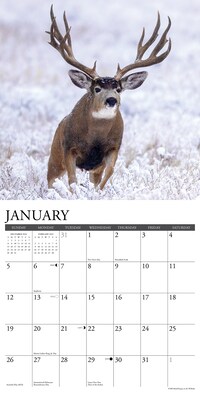 2025 Willow Creek Mule Deer 12" x 12" Monthly Wall Calendar (44063)
