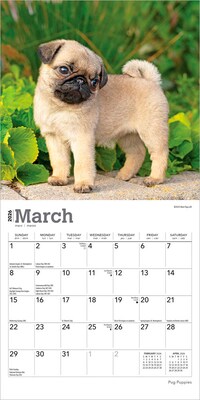 2026 BrownTrout Pug Puppies 7" x 7" Monthly Wall Calendar (9798330705214)