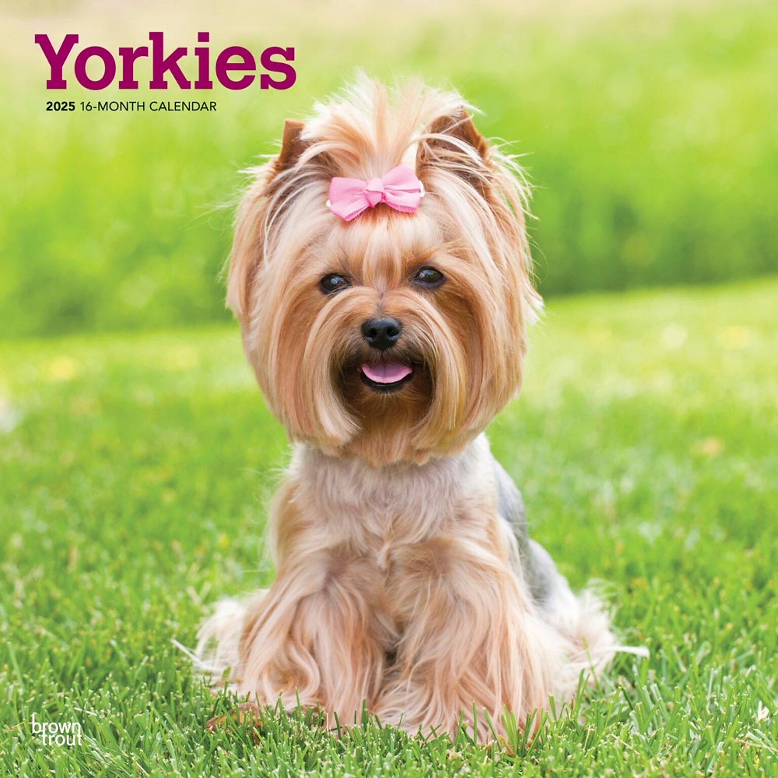 2025 BrownTrout Yorkshire Terriers 12 x 12 Monthly Wall Calendar (9781975478001)