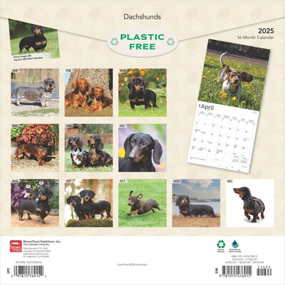 2025 BrownTrout Dachshunds 12 x 12 Monthly  Wall Calendar (9781975476915)