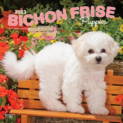 2023 BrownTrout Bichon Frise Puppies 12 x 12 Monthly Wall Calendar, (9781975454951)