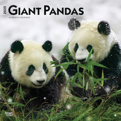 2025 BrownTrout Giant Pandas 12 x 12 Monthly Wall Calendar (9781975474843)