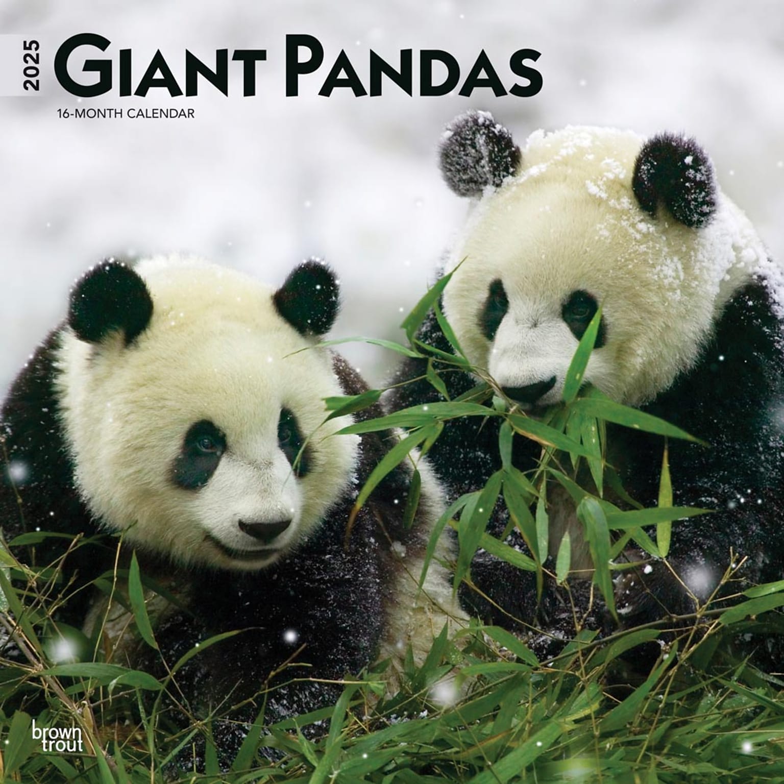 2025 BrownTrout Giant Pandas 12 x 12 Monthly Wall Calendar (9781975474843)