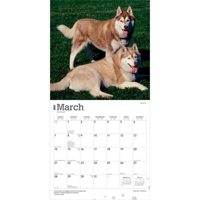2027 BrownTrout Siberian Huskies 12" x 12" Monthly Wall Calendar (9798330712694)