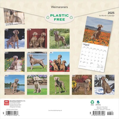 2025 BrownTrout Weimaraners 12 x 12 Monthly Wall Calendar (9781975477943)