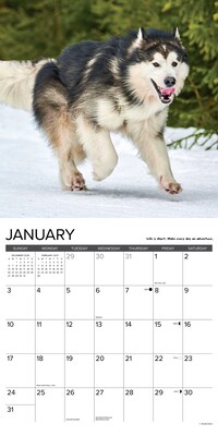2027 Willow Creek What Dogs Teach Us 12" x 12" Monthly Wall Calendar, Assorted Colors (62890)