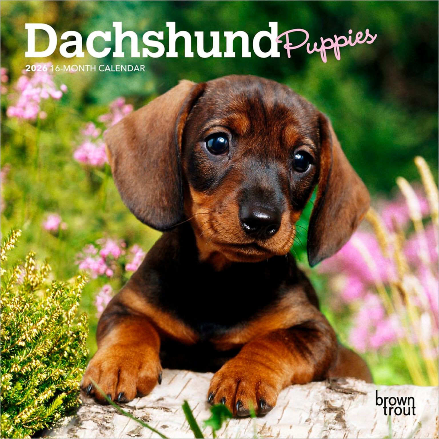 2026 BrownTrout Dachshund Puppies 7 x 7 Monthly Wall Calendar (9798330703081)